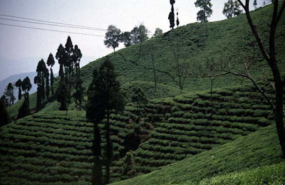 Darjeeling Tea farms - Green Tea