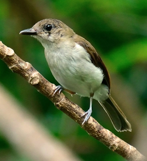 burung kancilan bakau mp3