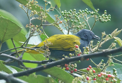 Grey-bellied Bulbul (Pycnonotus cyaniventris) 