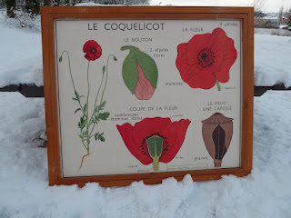 affiche scolaire le coquelicot