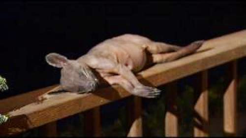 Man Shoots Kills Chupacabra In Ky