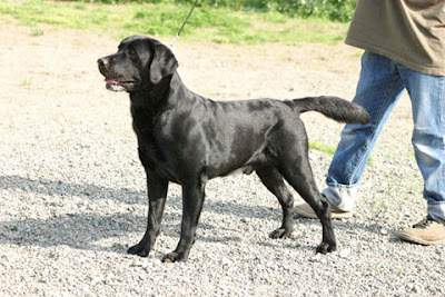 a labrador puppy `3