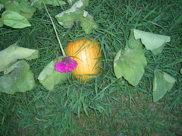 Our first pumpkin