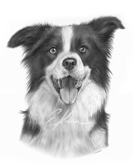 Graphite pencil portrait of a Border Collie dog