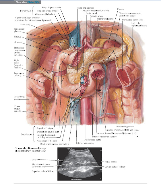 Duodenum in Situ Anatomy