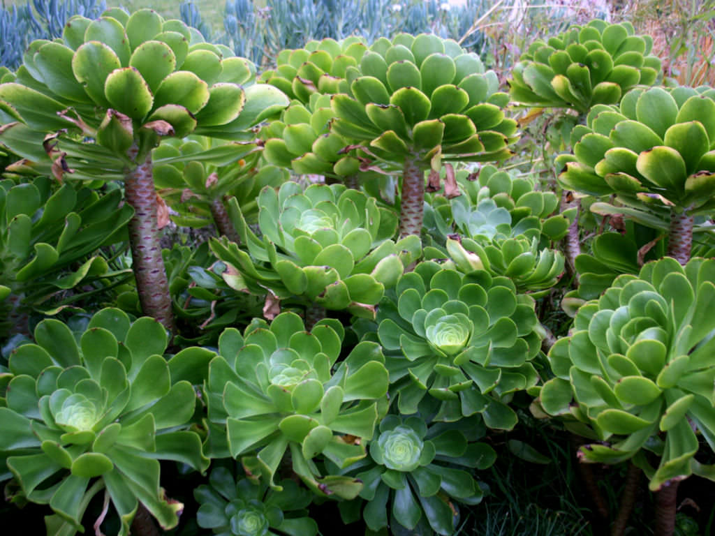 Planta suculenta Aeonium undulatum