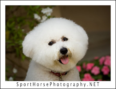 2011 Bichons Frises Calendar Sigmund seen in the 2011 Bichons Frises