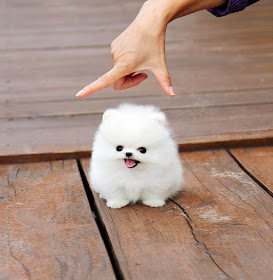 Cute dogs - part 7 (50 pics), cute little fluffy puppy