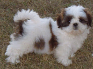 Shih Tzu Cachorro