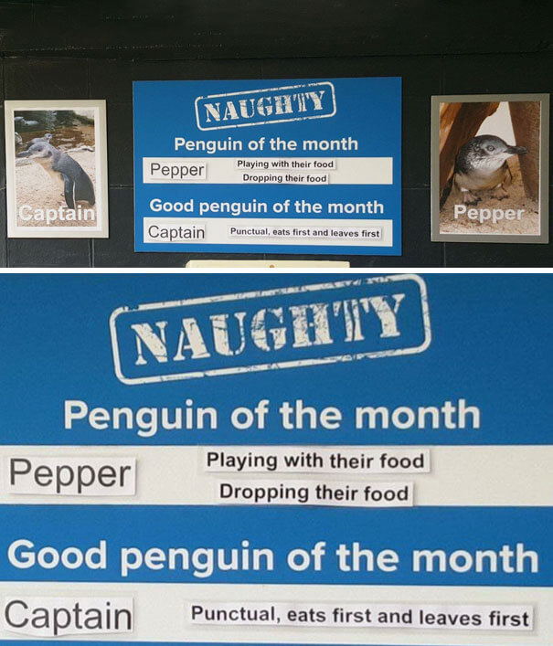 This Aquarium Announced The Naughtiest Penguin Of The Month, And The 'Offenses' Are Hilarious