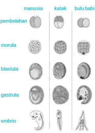 Fase embrionik pada Hewan
