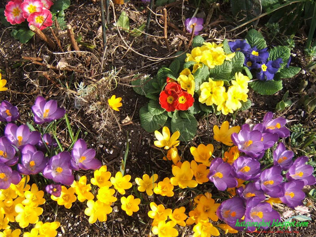 hoa nghệ tây có dạng hình chén nỏ hoa vào mùa xuân và thu