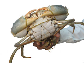 giant crab cutout