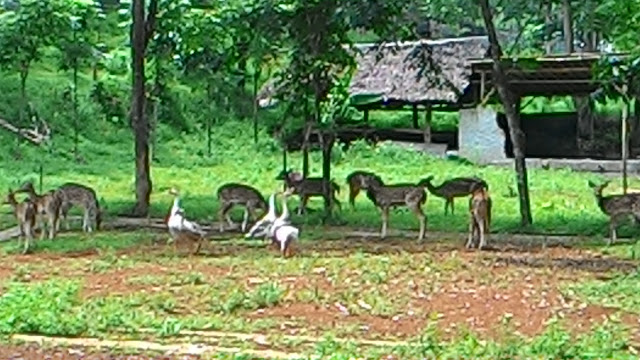 Wow Penangkaran Rusa  Ada Di Resto Kampoeng Kalapa Tangerang