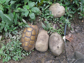 funny animals, animal pictures, tortoise and rocks