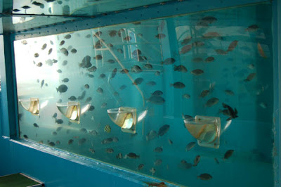 The Oita Marine Center Fish Tank (6) 3