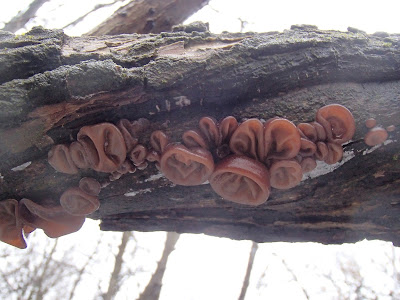 Uszak bzowy Auricularia auricula-judae