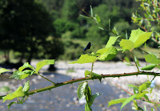 A dragon fly down by the river