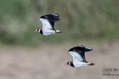 Northern-lapwing-vanellus