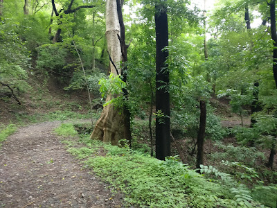 Dhoni Waterfalls Trekking Palakkad