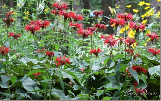 LF_Red_BeeBalm