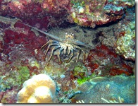 Spiny Lobster