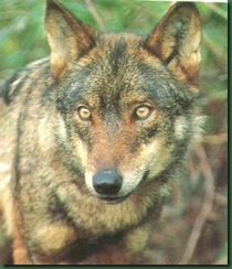 lobos1
