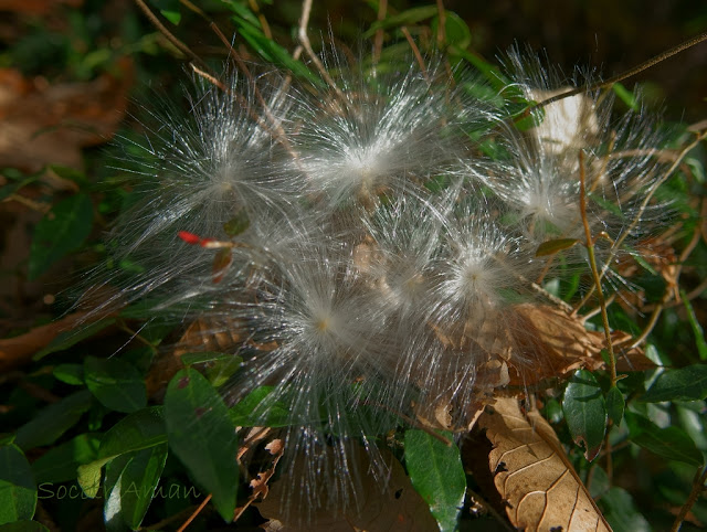 Marsdenia tomentosa