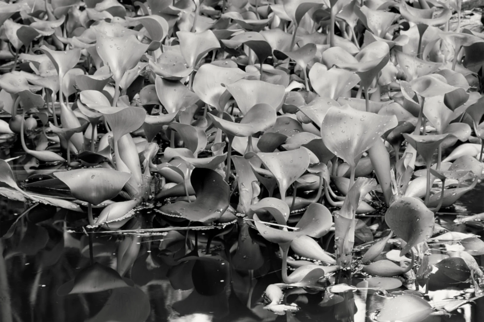 Shot in black and white with just a hint of sepia these water lilies and their reflections look pretty good to me.