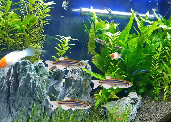 How to introduce Zebra Danio to a new aquarium?