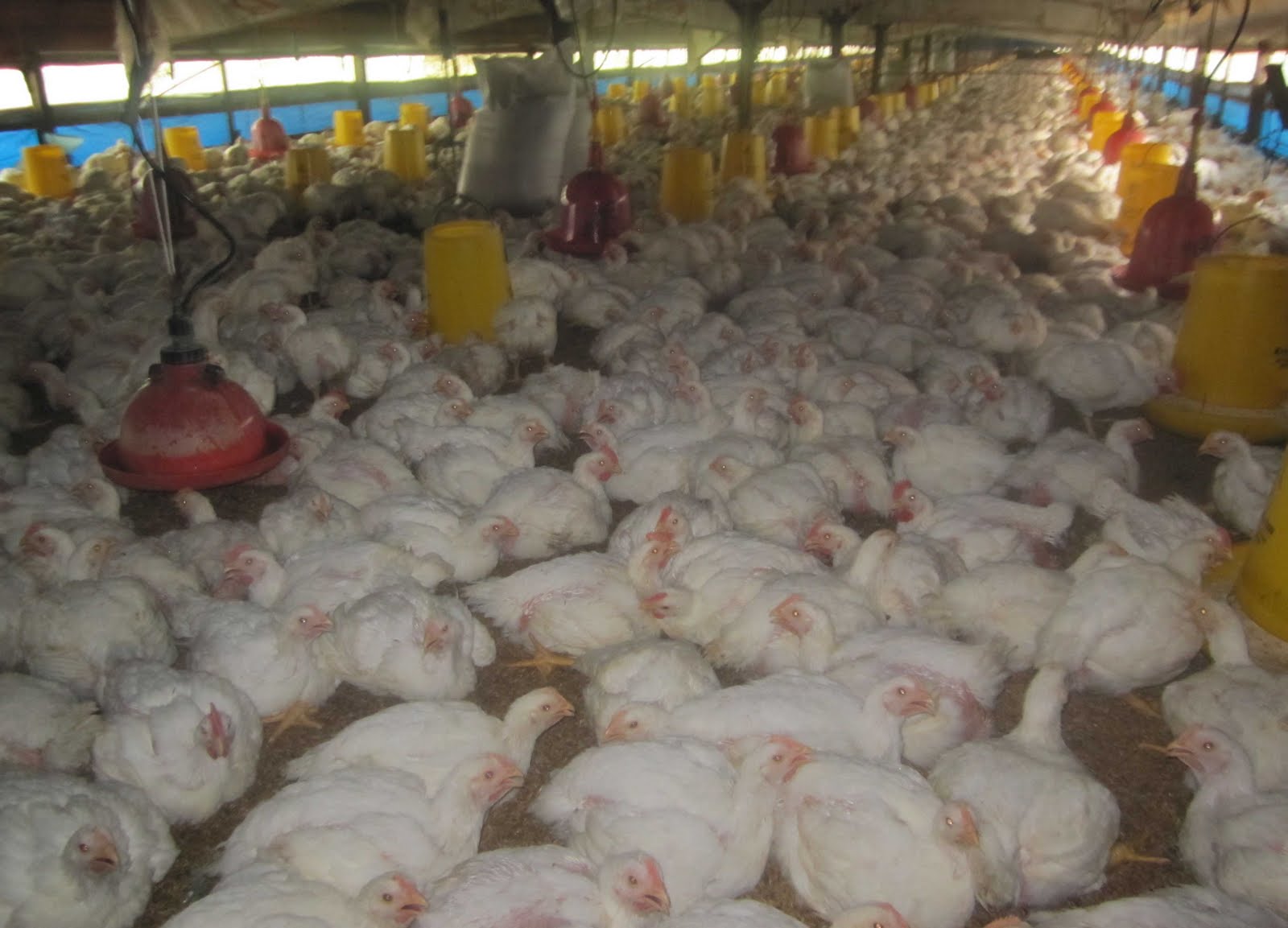 Kandang Closed House AYAM  BROILER  PKB GROUP