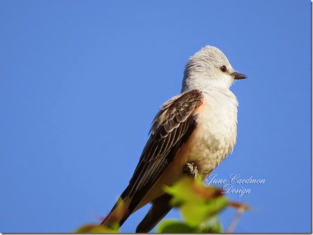 ScissorTailFlycatcher3