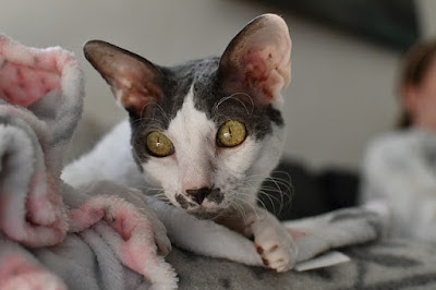 كورنيش ريكس Cornish rex cat