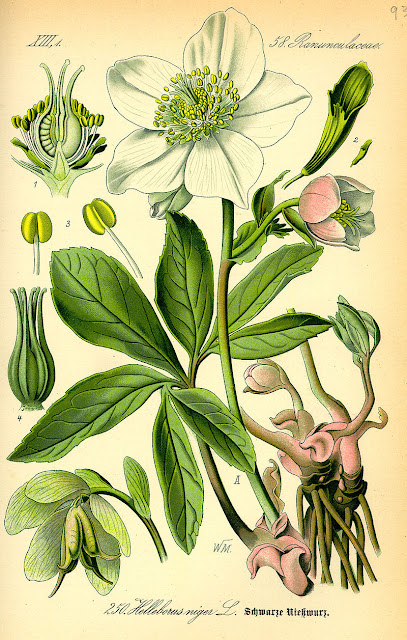 botanical illustration of white hellebore