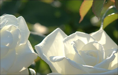 2 white flowers rose wallpaper