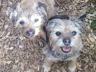 border terrier older dogs