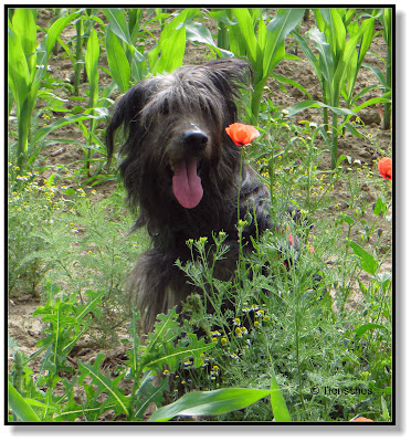 Mohnblumen am Feldrand