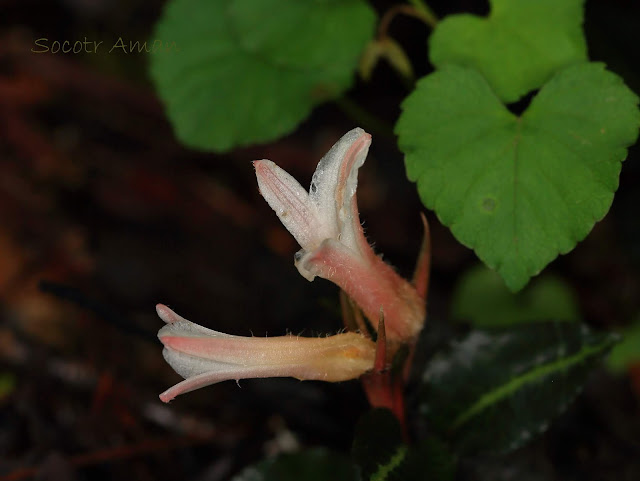 Goodyera biflora