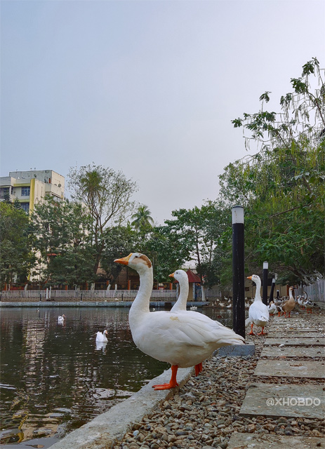 Group of Goose at Jorpukhuri (Pond)-Uzanbazar-Guwahati