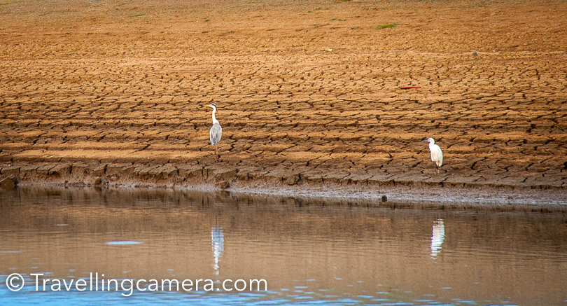 We saw few pelicans, bitterns, herons, egrets, storks, ducks, geese, hawks, kites, eagles, pheasants, cranes, cormorants, pigeons, woodpeckers, hornbills babblers & sparrows.