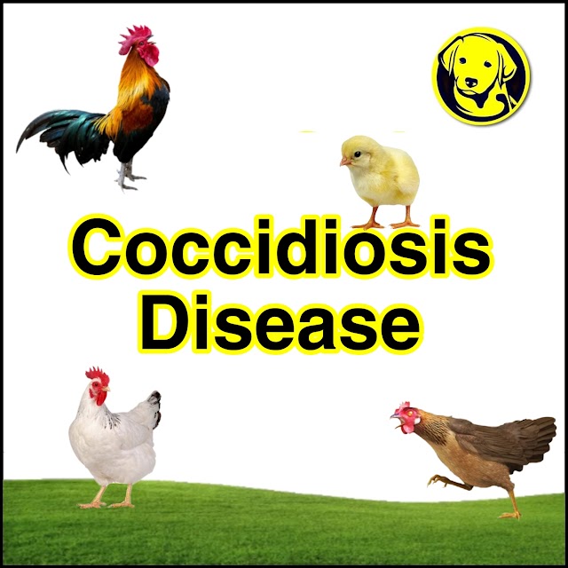 Free Download Coccidiosis Disease In Poultry Full Pdf