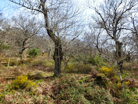 Spain, St James' Way, astonishing route Bierzo-Sarria    by E.V.Pita  http://picturesplanetbyevpita.blogspot.com/2015/04/spain-st-james-way-astonishing-route.html  Camino de Santiago, de Villafranca del Bierzo a Sarria    por E.V.Pita