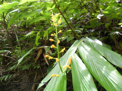 Dancing Girl Ginger, Globba schomburgkii