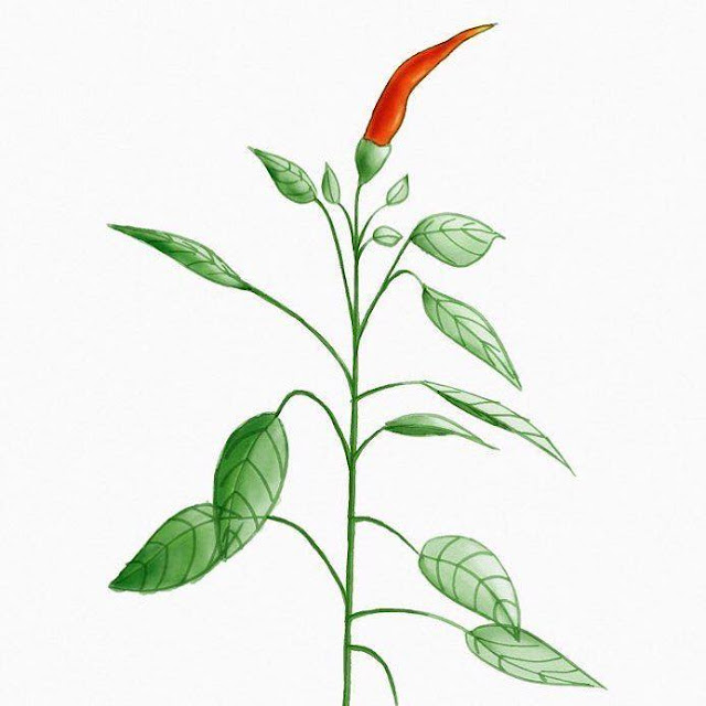 Digital sketch of a little pepper plant