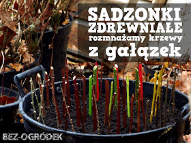 rozmnażanie krzewów ozdobnych z sadzonek