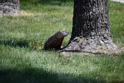 Groundhog