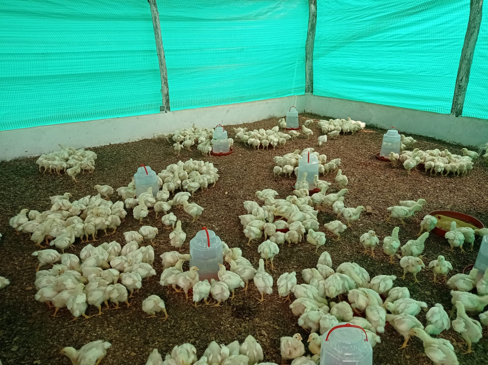 https://lanochedelarcoiris.blogspot.com/'Proyecto 75: Implementación de Pollo de Engorde en La Guajira', fuente de esperanza para comunidades Wayuu