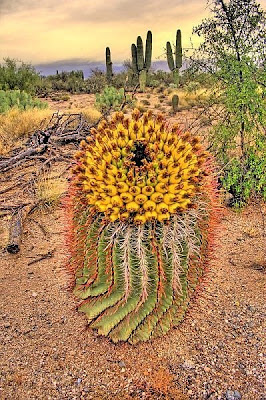 barrel cactus flower