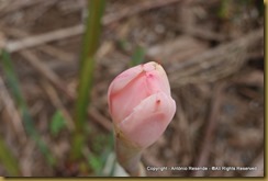 DSC_5695-001
