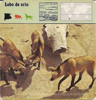 Blog Safari Club, el Lobo de crin, parece un Zorro zanquilargo